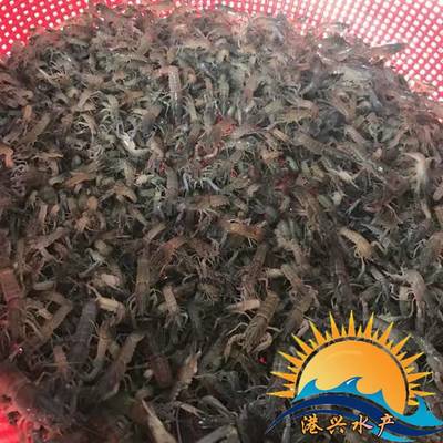 高密度澳洲龍蝦苗與冷水魚類綜合養殖技術及土塘批發指南