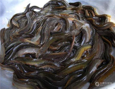 湖北“中農(nóng)10號”泥鰍 以品質(zhì)為核，以科技為翼，為市場注入鮮活力量