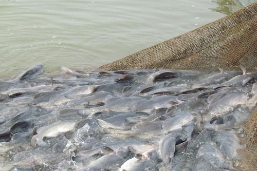 從珍饈到尋常 長江江團的身價變遷與養殖技術發展