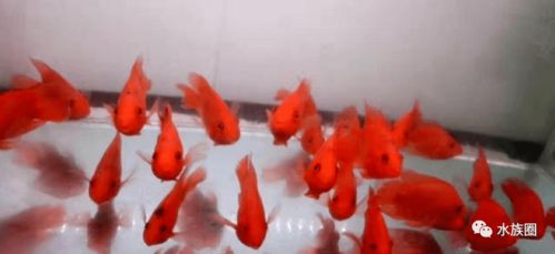 魚友養不好觀賞魚的癥結 水質改良劑背后的科學認知